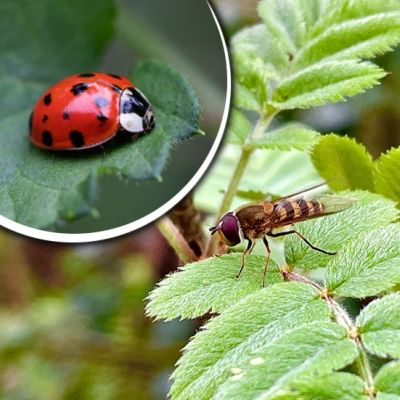  
Am 02. Juni, den Tag des Nützlings, erhaltet ihr in den Gartenbaubetrieben viele interessante Informationen über Nützlinge, ihren Lebensraum, welche Schädlinge...